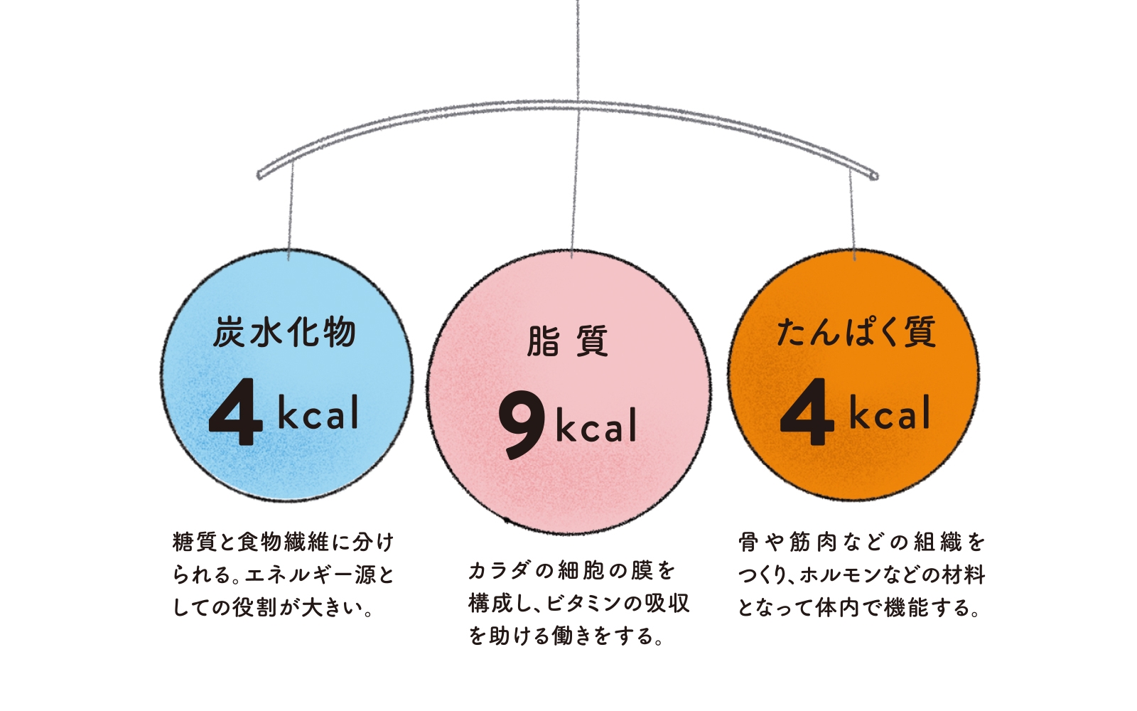 タンパク質 食べ物